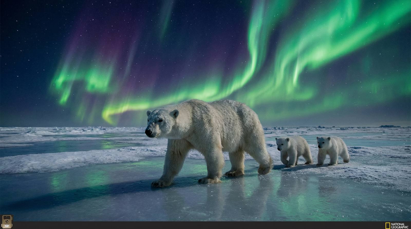 看片北极熊视频